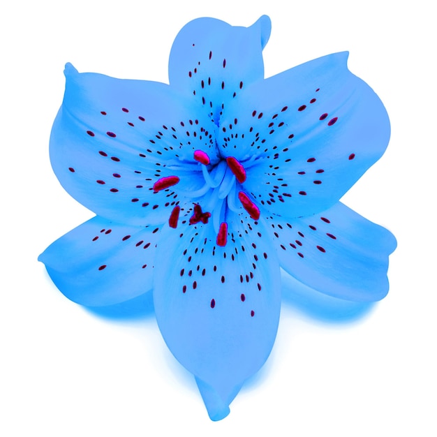 Foto blauwe lelie bloem mooie delicate geïsoleerd op witte achtergrond natuur macro lente concept meeldraad en stamper bloemmotief object plat lag bovenaanzicht