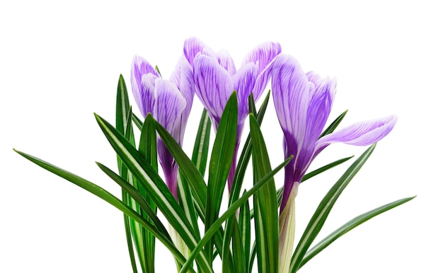 Blauwe lente krokussen.