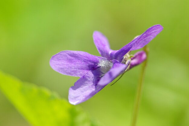 Blauwe lentebloem op het veld