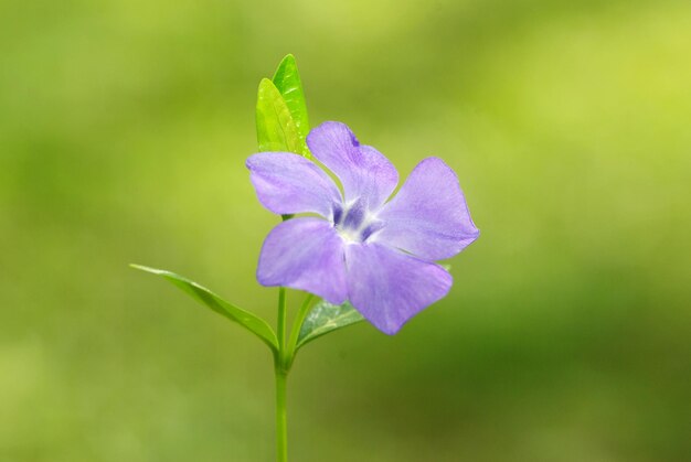 Blauwe lentebloem op het veld