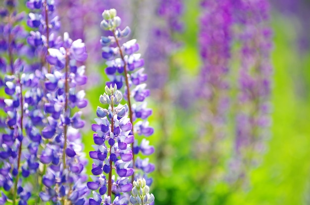 Blauwe lentebloem op het veld