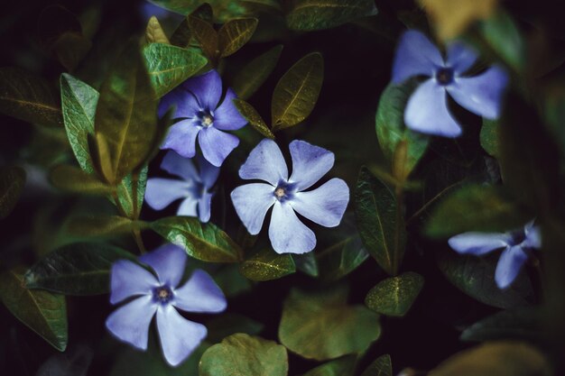 Blauwe lentebloemen in groen gras