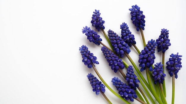 Blauwe lentebloemen op een witte achtergrond muscari armeniacum op een witte achtergrond heldere briefkaart gefeliciteerd kopieer ruimte stilleven plat lag armeense druif hyacint