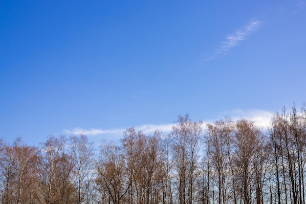 Blauwe lentehemel vroeg in de ochtend Het concept van ruimte Banner