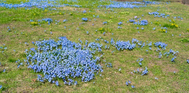 Blauwe lentesleutelbloem.