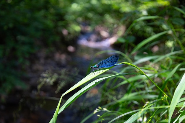 Blauwe libel die op gras dichtbij rivier rust