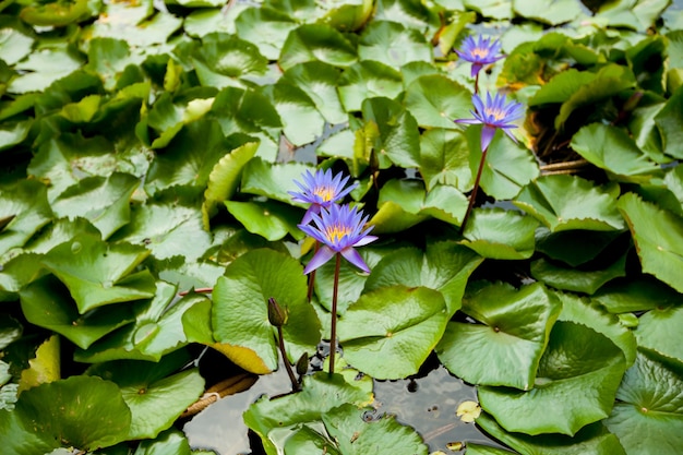 Blauwe lotus in de vijver