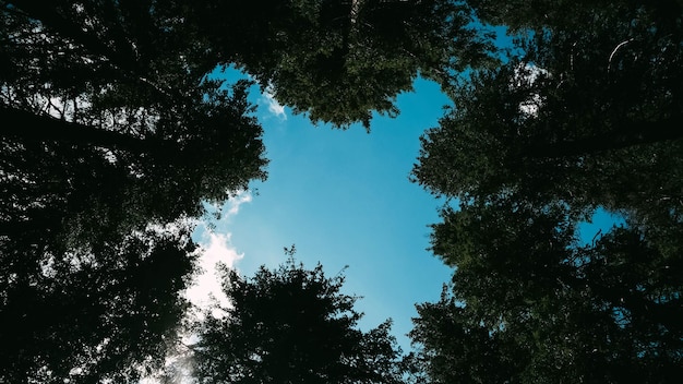 Foto blauwe lucht door het bladerdak van hoge bomen in het bos