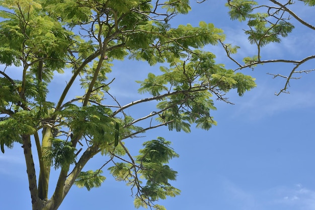 blauwe lucht en bomen in de zomer