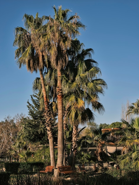 Blauwe lucht en palmbomen