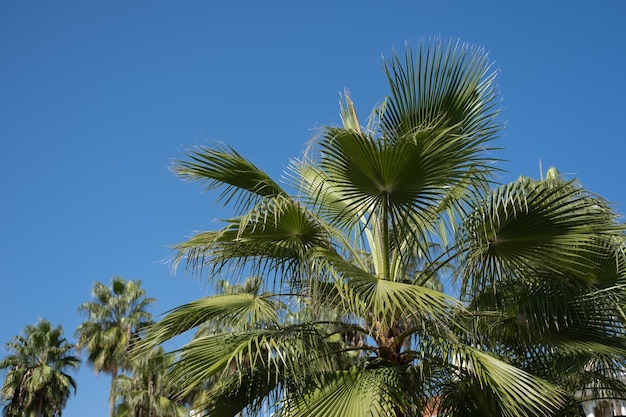 Blauwe lucht en tropische palmen. Zomer strand vakantie concept.