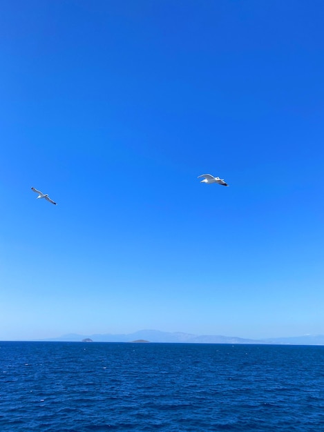 Blauwe lucht en zee met vliegende vogels