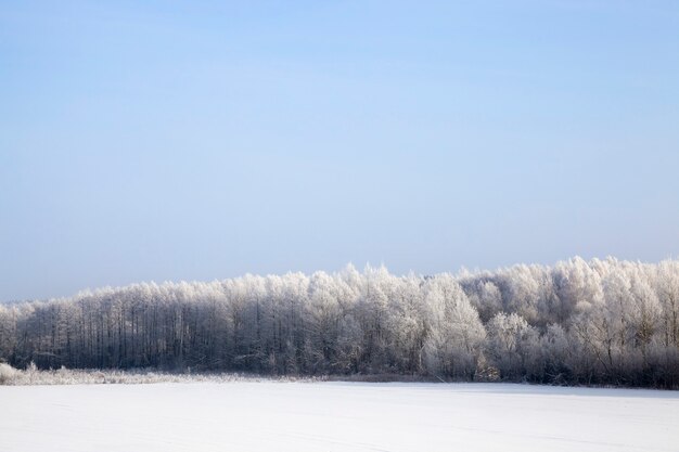 Blauwe lucht en zonnig weer, loofbomen na sneeuwval en vorst, takken bedekt met sneeuw en ijs, koud ijzig winterweer, bomen zonder gebladerte