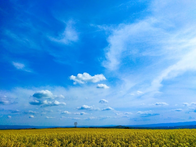 blauwe lucht geel canola veld