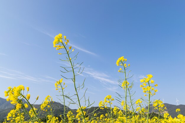 Blauwe lucht, gouden bloemen, verkrachtingsbloemen staan in bloei