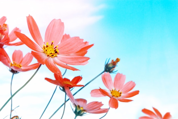 Blauwe lucht Kleurrijke kosmos bloemen op een achtergrond van zomerlandschap