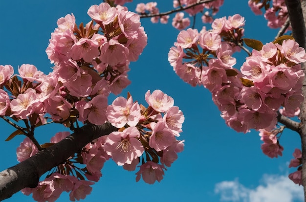 blauwe lucht met prachtige en prachtige bloemen op een roze boom