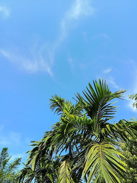 blauwe lucht natuurlijke palmboom achtergrond