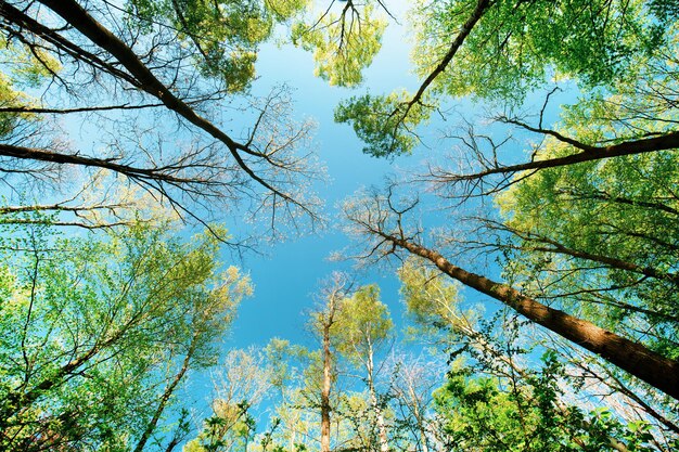 Blauwe lucht van groen bos