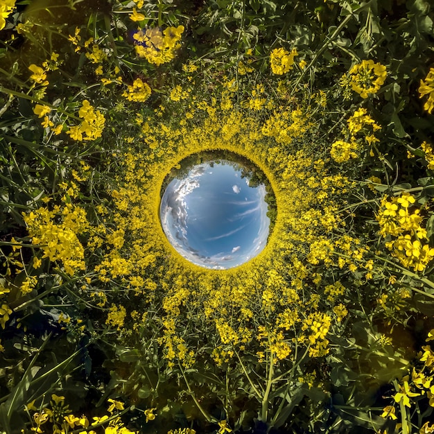 Blauwe luchtbal omringd door gele verkrachte bloemen Inversie van kleine planeettransformatie van bolvormig panorama 360 graden kromming van de ruimte