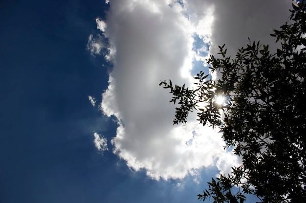 Blauwe luchtboom en zonnige dag