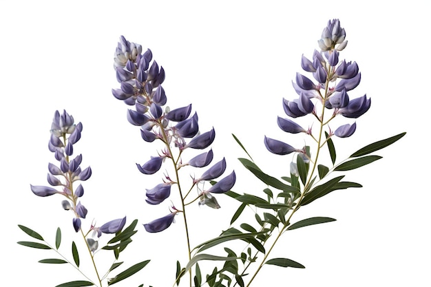 Blauwe lupine bloemen geïsoleerd op een witte achtergrond met uitknippad