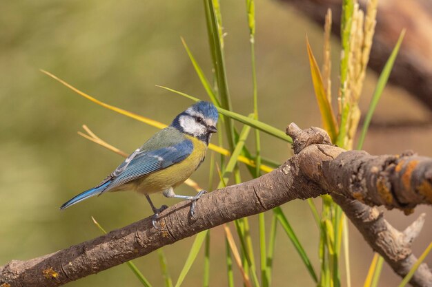 Blauwe mees (Cyanistes caeruleus) Cordoba, Spanje