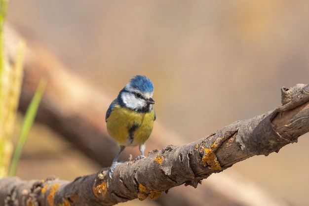 Blauwe mees (Cyanistes caeruleus) Cordoba, Spanje