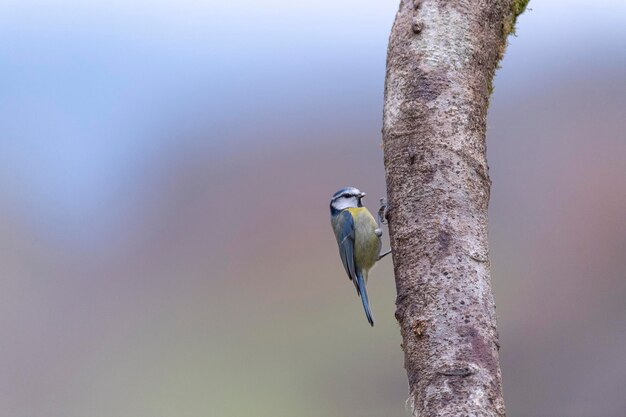 Blauwe mees (Cyanistes caeruleus) Cordoba, Spanje