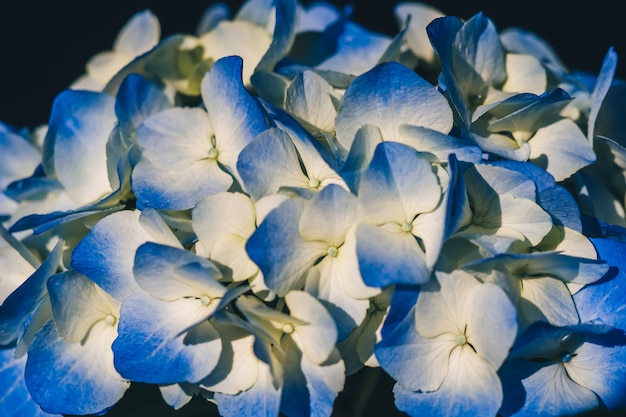 Blauwe mooie hortensia bloemen in regen