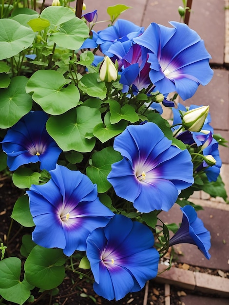 Blauwe Morning Glory bloem in de tuin