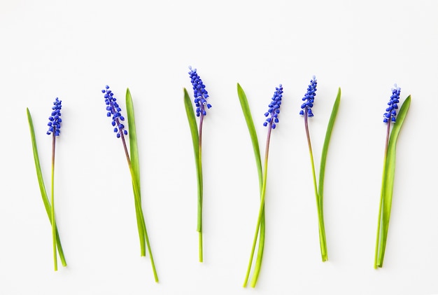 Blauwe muscari-bloemen op een witte lijst