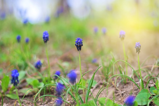 Blauwe muscari-bloemen