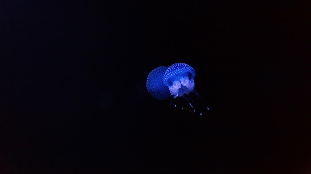 Blauwe neonkwallen die in diep water tegen een donkere achtergrond zwemmen