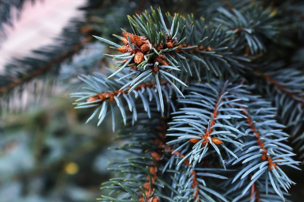 Foto blauwe nette tak dichte omhooggaand. altijdgroene boom bedekt met sneeuw in de winter. sierlijke scherpe naalden van blauwe spar