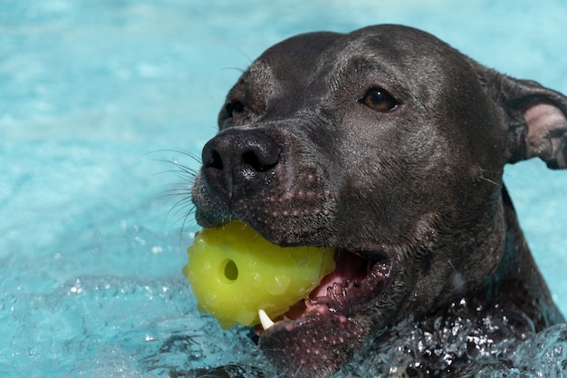 Blauwe neus Pitbull-hond die in het zwembad zwemt Hond speelt met de bal tijdens het sporten en plezier op een zonnige dag