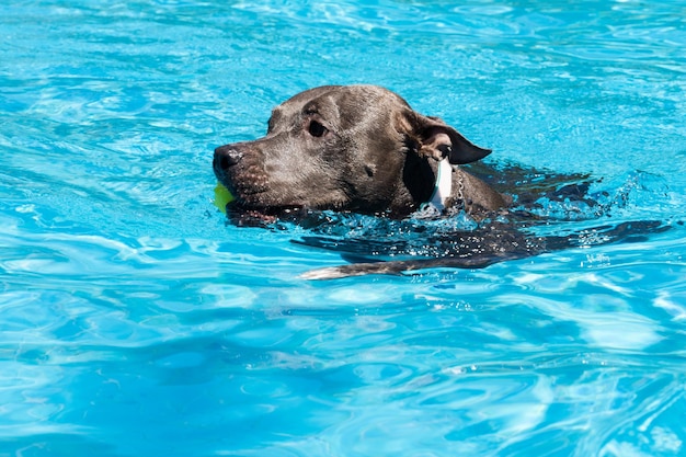 Blauwe neus Pitbull-hond die in het zwembad zwemt Hond speelt met de bal tijdens het sporten en plezier op een zonnige dag