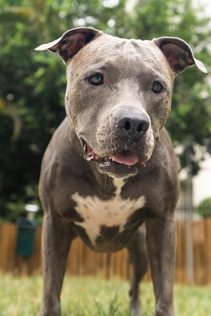 Blauwe neus pitbull hond speelt met bal en heeft plezier in het park op bewolkte dag selectieve focus