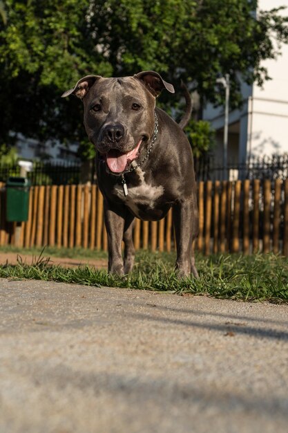 Blauwe neus Pitbull hond spelen en plezier hebben in het park bij zonsondergang Selectieve focus