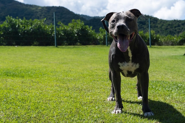 Blauwe neus Pitbull hond spelen en plezier hebben in het park Met gras begroeide vloer behendigheid oprit bal Selectieve aandacht Hondenpark Zonnige dag