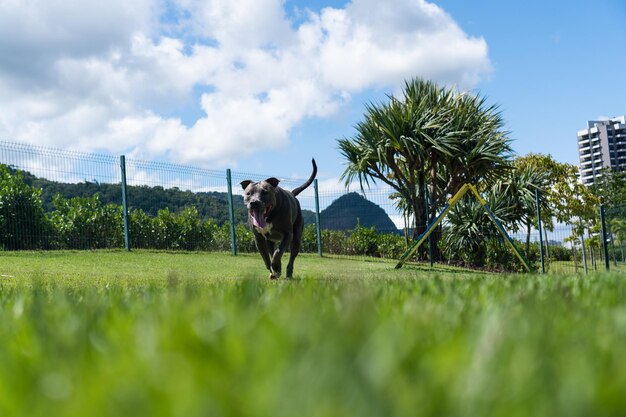 Blauwe neus Pitbull hond spelen en plezier hebben in het park Met gras begroeide vloer behendigheid oprit bal Selectieve aandacht Hondenpark Zonnige dag