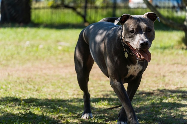 Blauwe neus pitbull hond spelen en plezier hebben in het park selectieve focus zomer zonnige dag