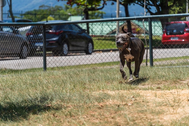 Blauwe neus Pitbull hond spelen en plezier hebben in het park Selectieve focus Zonnige dag