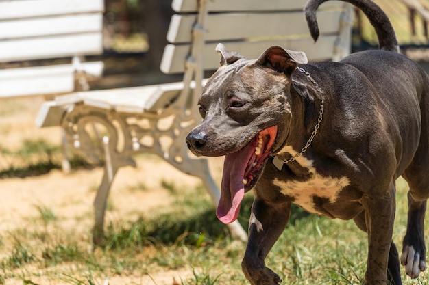 Blauwe neus Pitbull hond spelen en plezier hebben in het park Selectieve focus Zonnige dag