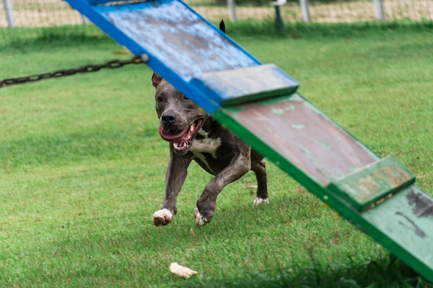 Blauwe neus Pitbull hond spelen en plezier maken in het park Met gras begroeide vloer behendigheid oprit bal Selectieve aandacht Hondenpark