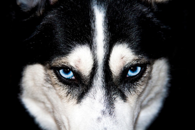 Blauwe ogen husky close-up. Zwart-wit mannelijke Siberische husky.