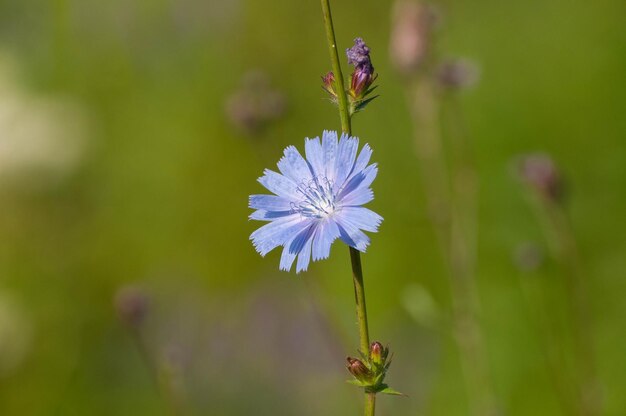Blauwe paardebloembloem Cichorium inlybus in een weide op een zonnige ochtend