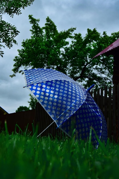 Blauwe paraplu met witte cirkels en een zilveren handvat Paraplu aangelegd op het groene gras verfrissende regenseizoen concept