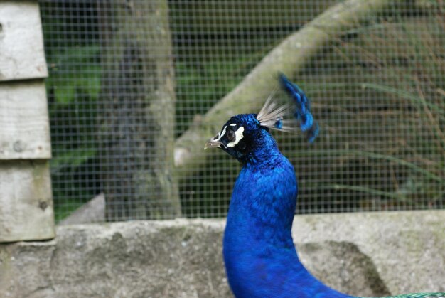 Foto blauwe pauw tegen het hek.