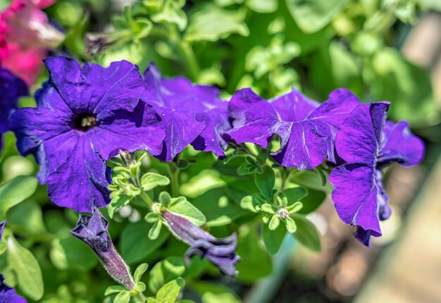 Blauwe petunia bloem in de natuur